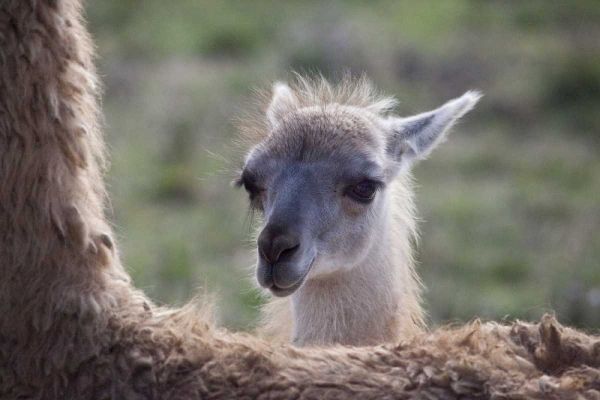 Oregon Captive baby llama and back of mother